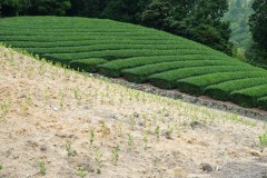 Baby-Tea-Plants-4