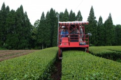 Tea-Harvesting-1