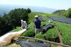 Tea-Harvesting-5