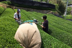 Tea-Harvesting-6