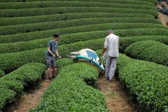 Tea-Harvesting-7
