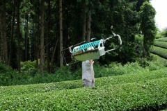 Tea-Harvesting-9