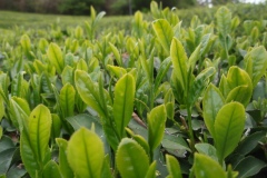 Spring-Tea-Buds-11