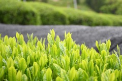 Spring-Tea-Buds-12