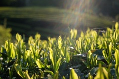 Spring-Tea-Buds-2