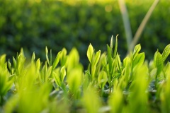 Spring-Tea-Buds-6