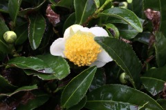 Tea-Flower-1