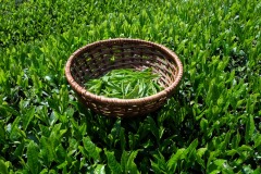 Tea-Picking-Basket-2