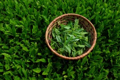 Tea-Picking-Basket-3