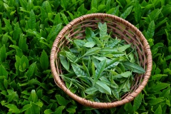 Tea-Picking-Basket-4
